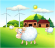 Sheeps at the farm with windmills