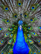 Showing male peacock