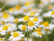 chamomile flowers