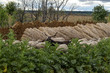 mouton, transhumance, récolte roseaux,30 , Camargue