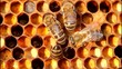 Pollen in combs.