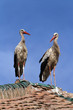 Deux cigognes sur un toit
