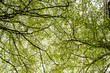 Beech foliage