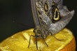 butterfly sucking juice from an orange