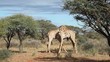 Two giraffe bulls fighting