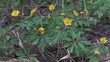 Blooming yellow anemones