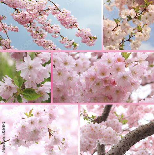 Photo: Collage - Kirschblüten Collage - Kirschblüten