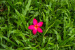 red flower on the grass