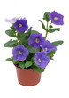 pétunia retombant