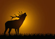 Hirsch