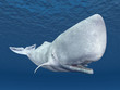 Illustration: White Whale White Whale