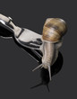 Grapevine snail on fork rakes