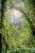 Baum Obstbaum Kirschbaum mit weißen Blüten auf einer Wiese mit
