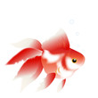 金魚　夏祭り