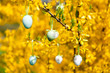 Bunte Ostereier eier an einem forsythie Strauch zu Ostern
