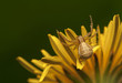 Xysticus Xysticus