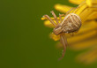 Xysticus Xysticus