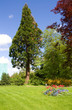Landscape with flowers and coniferous tree