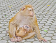 monkey family