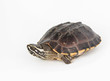 Turtle isolated on white background