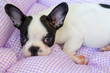 Cute french bulldog puppy