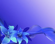 Blue lily flowers.