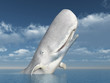 White Whale