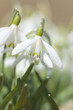 Snowdrops in full bloom, beautiful spring photo