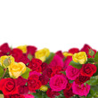 Photo: multcolored roses garden multcolored roses garden