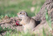 Photo: Gopher eats grape Gopher eats grape