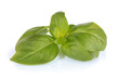 Green fresh basil isolated on white