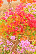  bougainvillea .