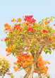  bougainvillea .