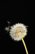 Dandelion and flying seeds on black background