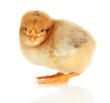 Foto: Little chicken isolated on white Little chicken isolated on white