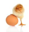 Photo: Little chicken with egg isolated on white Little chicken with egg isolated on white