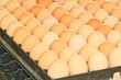 Photo: egg egg