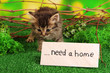Small kitten on grass on natural background