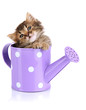Small kitten sitting in watering can isolated on white