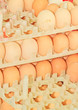 Photo: egg egg