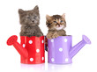 Small kittens sitting in watering can isolated on white