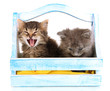 Small kittens in basket isolated on white