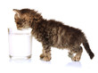 Small kitten with glass of milk isolated on white
