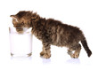 Small kitten with glass of milk isolated on white