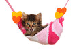 Small kitten lying in hammock isolated on white