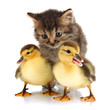 Small kitten and ducklings isolated on white