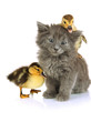 Small kitten and ducklings isolated on white