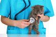 Veterinarian examining kittens isolated on white