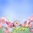 Pink flower of an Oriental cherry in a spring garden