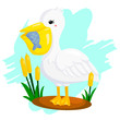 Pelican